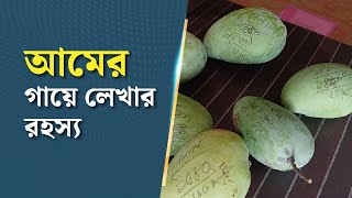 আমের গায়ে লেখার রহস্য  Rajshahi  Mango  Latest Bangla News  Dhaka Post [upl. by Annoya]