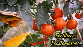 Best Liquid Fertilizer for Tomato Plants  PureGreenycom [upl. by Ayihsa236]