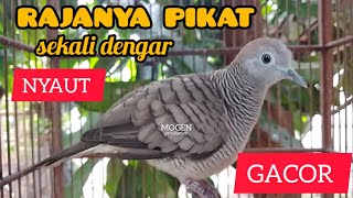 Perkutut Lokal GacorRAJANYA PIKAT Ampuh memanggil lawan [upl. by Tirrag]