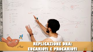 Differenza replicazione DNA tra procarioti ed eucarioti [upl. by Hourigan772]