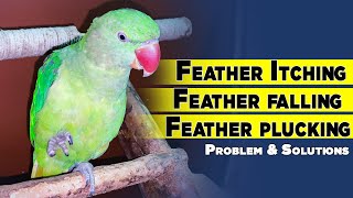 Bird feather Itching  Feather falling । Feather plucking  What should we do [upl. by Edward]