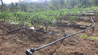 HOW TO SETUP GRAVITY DRIP IRRIGATION SYSTEM  BEST FOR BACKYARD GARDEN [upl. by Hairehcaz]