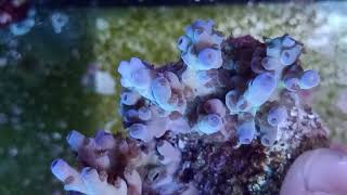 Acropora tenuis premium fiji coral gandalf [upl. by Sacrod]