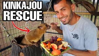 RESCUED Adorable Pet Kinkajou How is He [upl. by Weig]