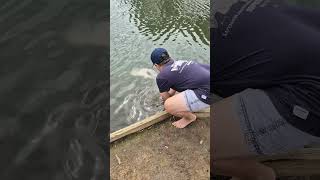 Metre long barra release fishing outdoors nature fish [upl. by Ledoux]