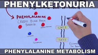 Phenylketonuria and its metabolism [upl. by Aeslehc]