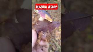 Russula vesca shorts [upl. by Allemaj]