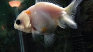 HYBRID GOLDFISH OrandaRyukin Mix Tank Update [upl. by Ignatz]