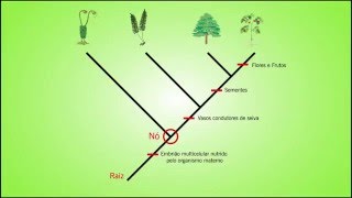 Biologia  Como ler um Cladograma [upl. by Eimas]