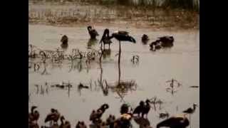 Jabiru eats a snake [upl. by Sloane]