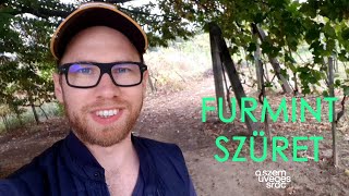 Furmint szüret visszatekintés VLOG 2 [upl. by Nnayrrehs]