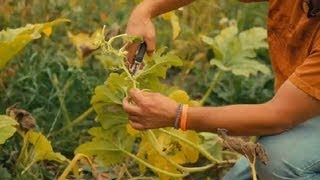 How to Prune a Giant Pumpkin Plant  Pumpkin Gardening [upl. by Davin713]