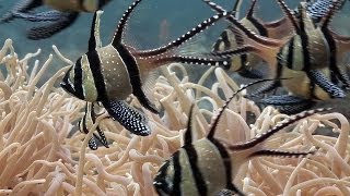 Mucky Secrets  Part 6  Cardinalfishes amp Trumpetfish  Lembeh Strait [upl. by Mirelle138]