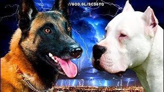 ¿Quién ganaría en una pelea de perros Pastor Belga Malinois vs Dogo Argentinoquot [upl. by Nilad116]