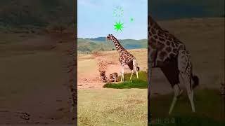 Giraffe vs 6 Lions A Battle for Survival in the Wild [upl. by Hannad]