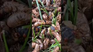 Billions of cicadas emerge across eastern United States  shorts cicada insects [upl. by Yelrebma]