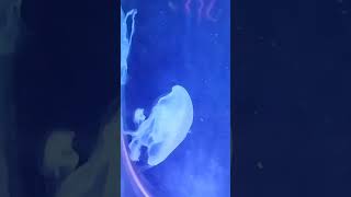 Lahore Safari Park jellyfish drkhadijamalik [upl. by Doomham441]