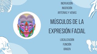 Músculos de la expresión facial [upl. by Llenoj]