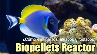 ¿Cómo eliminar los nitratos fosfatos biopellets Reactor de Bulk Reef  Mi acuario marino  Cap 4 [upl. by Wycoff]