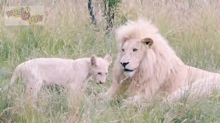 Southeast African Lion lionesses cubs  Transvaal lions shorts trending lion 4k viral short [upl. by Toddie]