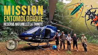 Mission entomologique au Mont Tabulaire  Réserve naturelle nationale de La Trinité  Guyane [upl. by Akeit]