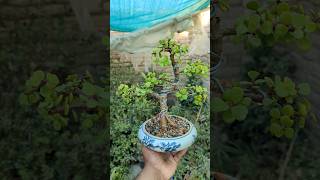 Jade Bonsai in ceramic Pot jadeplantcare bonsai adenium [upl. by Hadik]