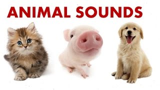 Animal Sounds For Children To Learn  BEST [upl. by Gredel]