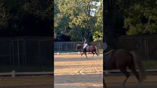 Practiced my dressage test in my new breeches tuesday [upl. by Ihpen]