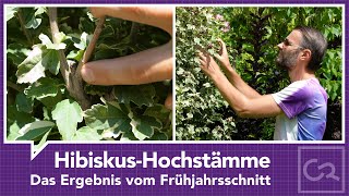 Hibiskus Hochstaemme – Ergebnis vom Schnitt [upl. by Hansen]