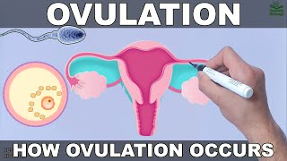 Ovulation [upl. by Graff909]