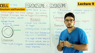 Peroxisomes and glyoxisomes structure and function Video 9 [upl. by Sivrep550]