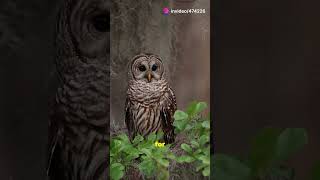 Discover Michigans Majestic Owls naturelovers facts birdconservation [upl. by Eynaffit657]