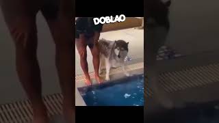 Tírate al AGUA 🐶🏊🏻‍♀️ Doblao estadoblao [upl. by Ecinna153]