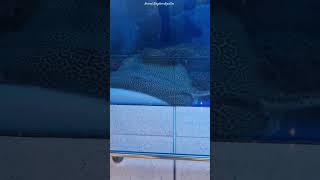 Animal Kingdom Aquatics music remix edm bassboosted dubaimallaquarium shots shotsfeed [upl. by Lieberman]