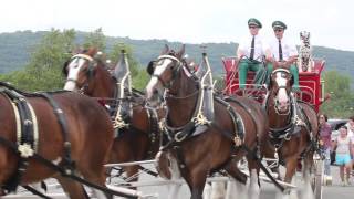 BUDWEISER CLYDESDALES PULLING THE WAGON MVI 0097 [upl. by Lubeck69]