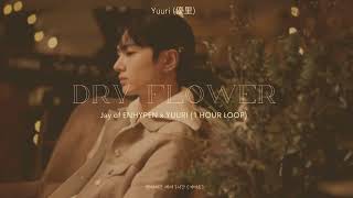 1 HOUR LOOP ENHYPEN JAY 제이 amp Yuuri  Dry Flower Collaboration Cover [upl. by Sotos823]