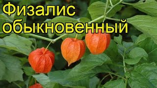 Физалис обыкновенный Краткий обзор описание характеристик где купить саженцы physalis alkekengi [upl. by Hachmin298]