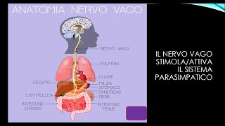 SISTEMA SIMPATICO E PARASIMPATICO STIMOLAZIONE NERVO VAGO E RESPIRAZIONE DIAFRAMMATICA [upl. by Naelopan]