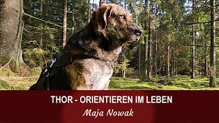 THOR  ORIENTIEREN IM LEBEN  von Maja Nowak [upl. by Tamberg446]