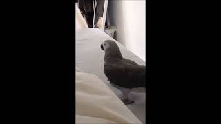 African Grey Parrot playing peekaboo [upl. by Ardnos]