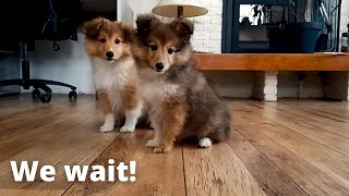 Shetland Sheepdog Puppies Learn How to Wait [upl. by Saw]