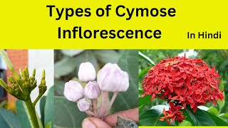 Cymose Inflorescence and it’s types in Hindi Types of Cymose inflorescence class 11 [upl. by Rhiamon]