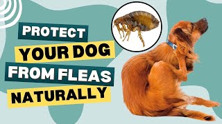 What Kills Fleas on Dogs Immediately Natural Flea Repellent for Dogs [upl. by Annaierb950]