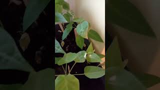 Update on my granadilla plants [upl. by Gifford]