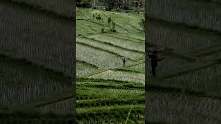 Adembenemende Droneshots van Sidemen Bali 🌿 [upl. by Halima]