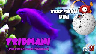 Reef Show Wiki Fridmani [upl. by Shields]