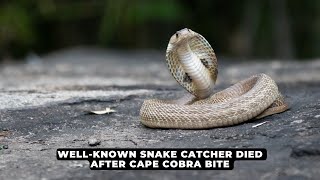 Wellknown snake catcher died after Cape Cobra bite  NEWS IN A MINUTE [upl. by Oicnevuj490]