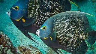 Cozumel Mexico Diving French Angelfish [upl. by Zerla214]