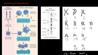 86P Mechanisms of Autoimmunity [upl. by Sheng]