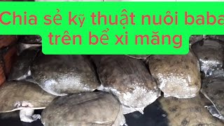 Chia sẽ kỹ thuật nuôi ba ba trên bể xi măng [upl. by Aleetha]